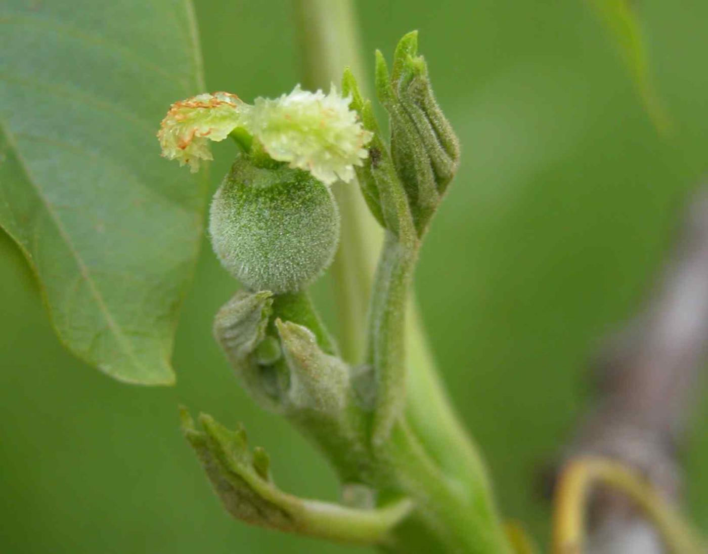 Walnut flower